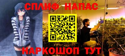 прущие грибы Абакан